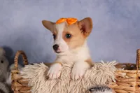  Carter🐶, a male Pembroke Welsh Corgi for sale in Fresno, OH – 7 of 9