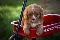 Katie🎀, a female Cavapoo for sale in Fresno, OH – 4 of 10