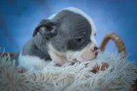  Penelope🐾, a female Frenchton for sale in Fresno, OH – 3 of 10