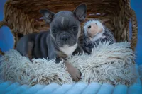 Poppy🎀, a female Frenchton for sale in Fresno, OH – 4 of 9