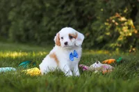 Iggy Bear🐶, a male Cavapoo for sale in Fresno, OH – 5 of 6