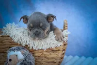 Pippa✨, a female Frenchton for sale in Fresno, OH – 2 of 10
