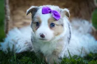 Gloria💗, a female Miniature Aussiedoodle for sale in Fresno, OH – 2 of 10
