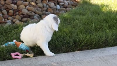 Ivory Rose 💕, a female Cavapoo for sale in Fresno, OH – 7 of 7