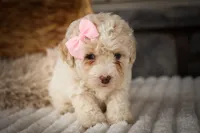  Jett 🦴, a male Poodle - Miniature  for sale in Fresno, OH – 7 of 10