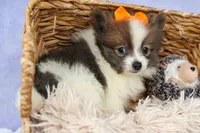Easton🐾, a male Pomeranian for sale in Fresno, OH – 8 of 9