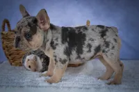 Tinsley💗, a female French Bulldog for sale in Fresno, OH – 6 of 10