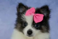 Estella🎀, a female Pomeranian for sale in Fresno, OH – 4 of 9