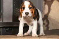 Dottie🎀, a male Beagle for sale in Fresno, OH – 4 of 10