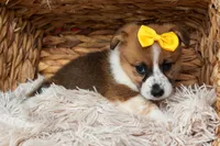 Ariel 🥰, a female Pembroke Welsh Corgi for sale in Fresno, OH – 5 of 10