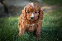 Kristina💗, a female Cavapoo for sale in Fresno, OH – 3 of 9