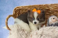 Easton🐾, a male Pomeranian for sale in Fresno, OH – 7 of 9