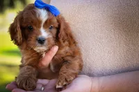 Kyle 🐾, a male Cavapoo for sale in Fresno, OH – 4 of 10