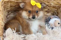 Farris, a male Pomeranian for sale in Fresno, OH – 2 of 10