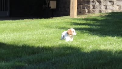 Ingrid 💖, a female Cavapoo for sale in Fresno, OH – 6 of 6