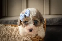 Juno 🐾, a male Poodle - Miniature  for sale in Fresno, OH – 7 of 10
