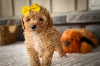 Jimbo🦴  , a male Poodle - Miniature  for sale in Fresno, OH – 2 of 10