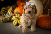 Jenson🐶, a male Poodle - Miniature  for sale in Fresno, OH – 3 of 9