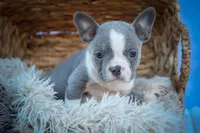 Pumpkin 🎃, a female Frenchton for sale in Fresno, OH – 4 of 9