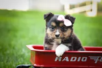 Goldie Mae🎀, a female Miniature Aussiedoodle for sale in Fresno, OH – 8 of 10