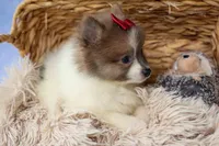 Everest🐾, a male Pomeranian for sale in Fresno, OH – 2 of 9