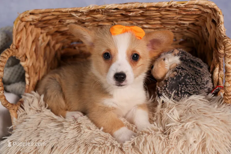  Carter🐶 – Pembroke Welsh Corgi puppy for sale in Fresno, OH