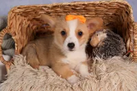  Carter🐶, a male Pembroke Welsh Corgi for sale in Fresno, OH – 1 of 9