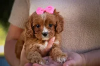 Katie🎀, a female Cavapoo for sale in Fresno, OH – 6 of 10