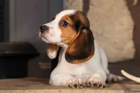 Dottie🎀, a male Beagle for sale in Fresno, OH – 6 of 10