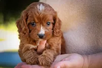 Kristina💗, a female Cavapoo for sale in Fresno, OH – 5 of 9