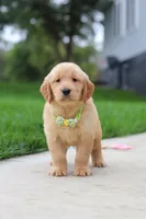 Edison 🐾, a male Golden Retriever for sale in Fresno, OH – 8 of 9