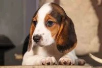 Dottie🎀, a male Beagle for sale in Fresno, OH – 7 of 10