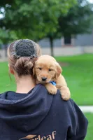 Eclipse, a male Golden Retriever for sale in Fresno, OH – 9 of 9