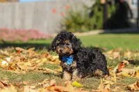 Rambo🐾, a male Poodle - Miniature  for sale in Fresno, OH – 1 of 7