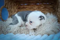  Penelope🐾, a female Frenchton for sale in Fresno, OH – 4 of 10
