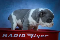  Penelope🐾, a female Frenchton for sale in Fresno, OH – 2 of 10