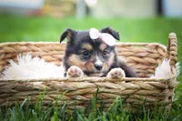 Goldie Mae🎀, a female Miniature Aussiedoodle for sale in Fresno, OH – 5 of 10