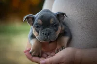 Peaches 🍑 — A Charming F2 Frenchton Puppy!, a female Frenchton for sale in Fresno, OH – 4 of 10