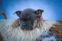 Paris🎀, a female Frenchton for sale in Fresno, OH – 8 of 10