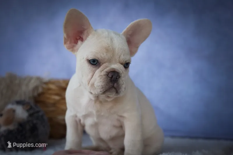Tansy🎀(two blue eyes) – French Bulldog puppy for sale in Fresno, OH