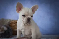 Tansy🎀(two blue eyes), a female French Bulldog for sale in Fresno, OH – 1 of 10