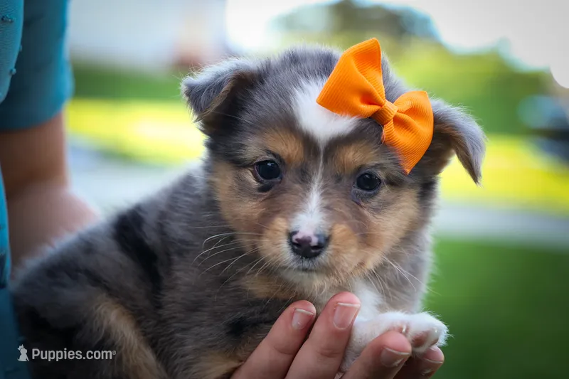 Gracie Lou🎀 – Miniature Aussiedoodle puppy for sale in Fresno, OH