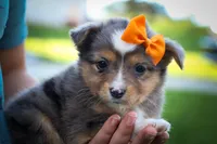Gracie Lou🎀, a female Miniature Aussiedoodle for sale in Fresno, OH – 1 of 10