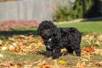 Ringo 🐶, a male Poodle - Miniature  for sale in Fresno, OH – 4 of 7