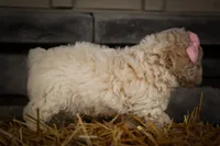  Jett 🦴, a male Poodle - Miniature  for sale in Fresno, OH – 9 of 10