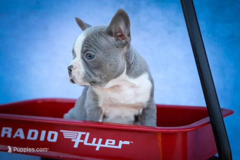 Pumpkin 🎃 – Frenchton puppy for sale in Fresno, OH