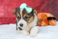  Amara💕, a female Pembroke Welsh Corgi for sale in Fresno, OH – 6 of 10