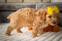 Jimbo🦴  , a male Poodle - Miniature  for sale in Fresno, OH – 9 of 10