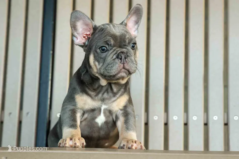  Mateo🐾🐶 – French Bulldog puppy for sale in Fresno, OH