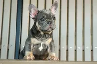  Mateo🐾🐶, a male French Bulldog for sale in Fresno, OH – 1 of 8